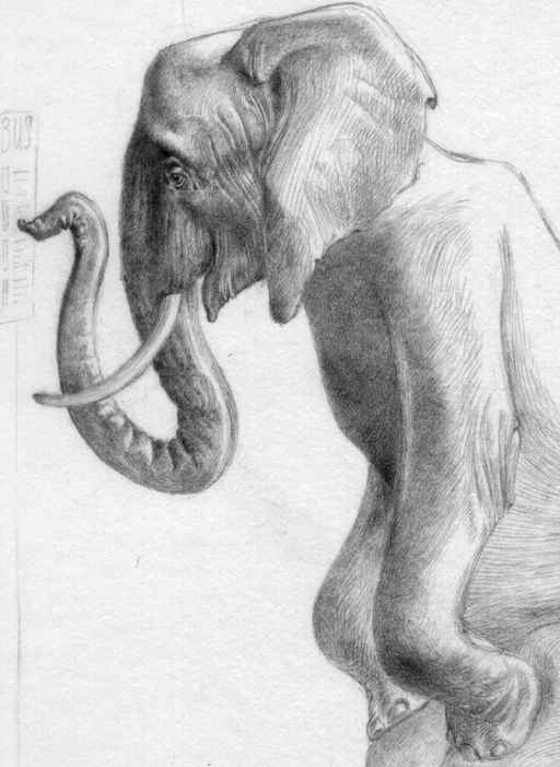 A phant reading the bus stop schedule (detail)