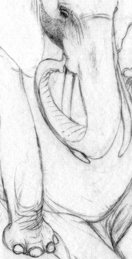 Thinking Phant, sketch detail